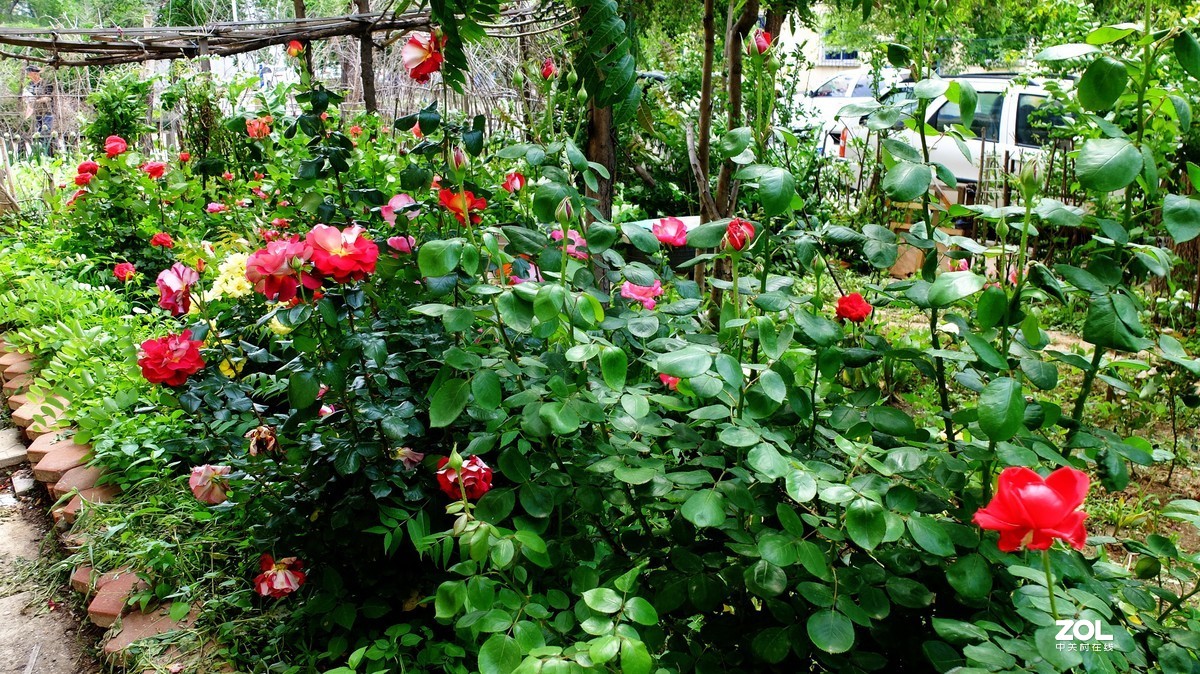 俺爸妈家窗前园子里的月季花盛开……