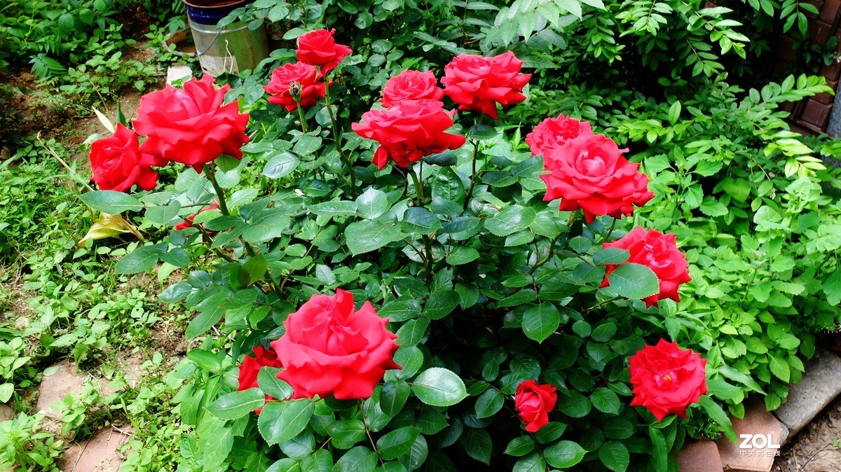 俺爸妈家窗前园子里的月季花盛开……