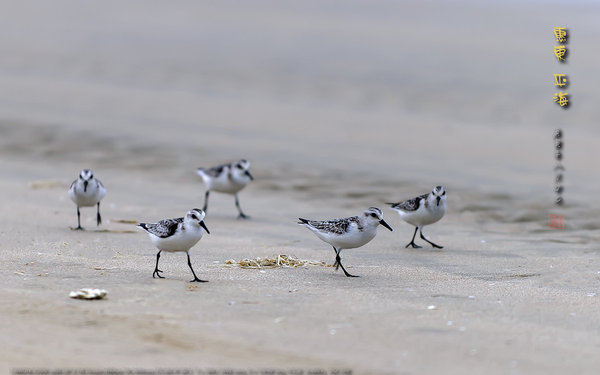 长趾滨鹬 - 惠州平海