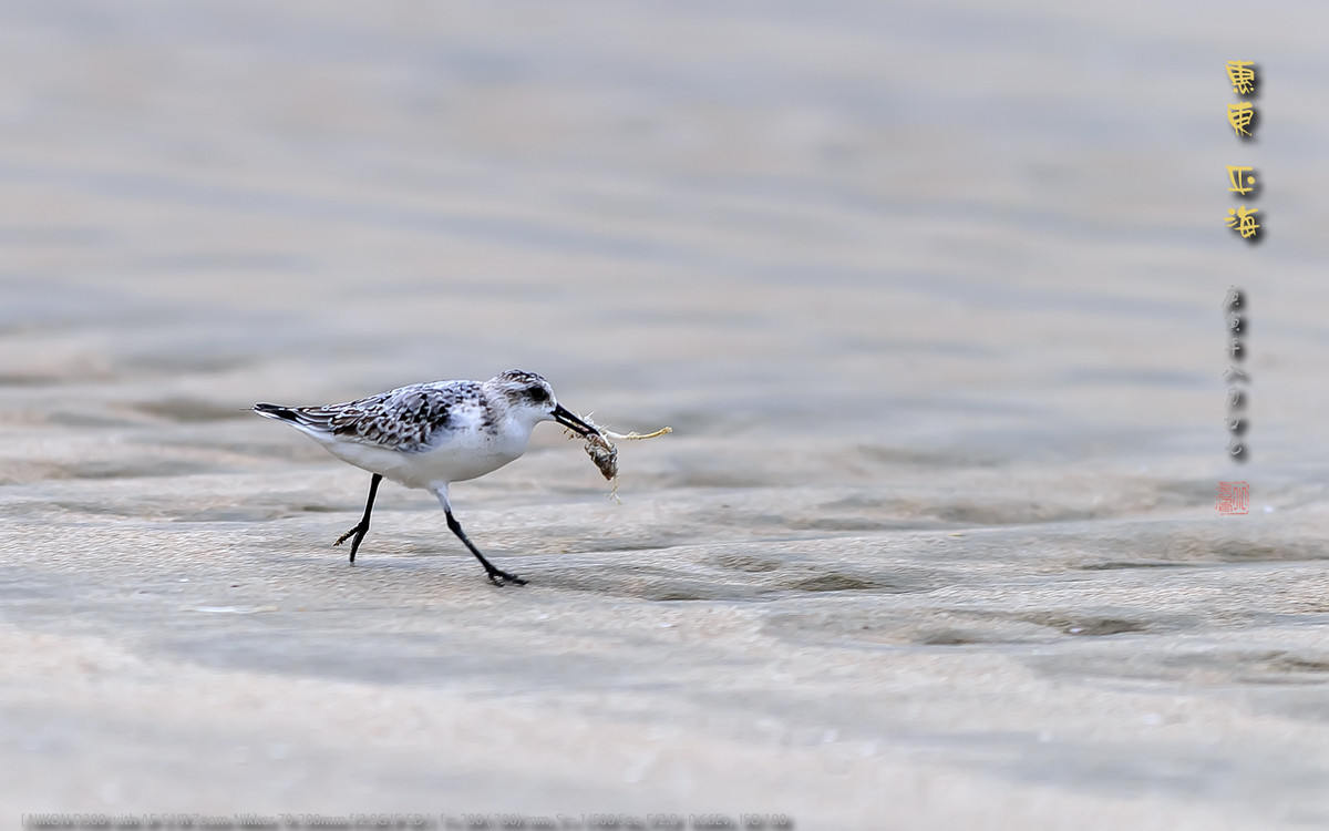 长趾滨鹬 - 惠州平海
