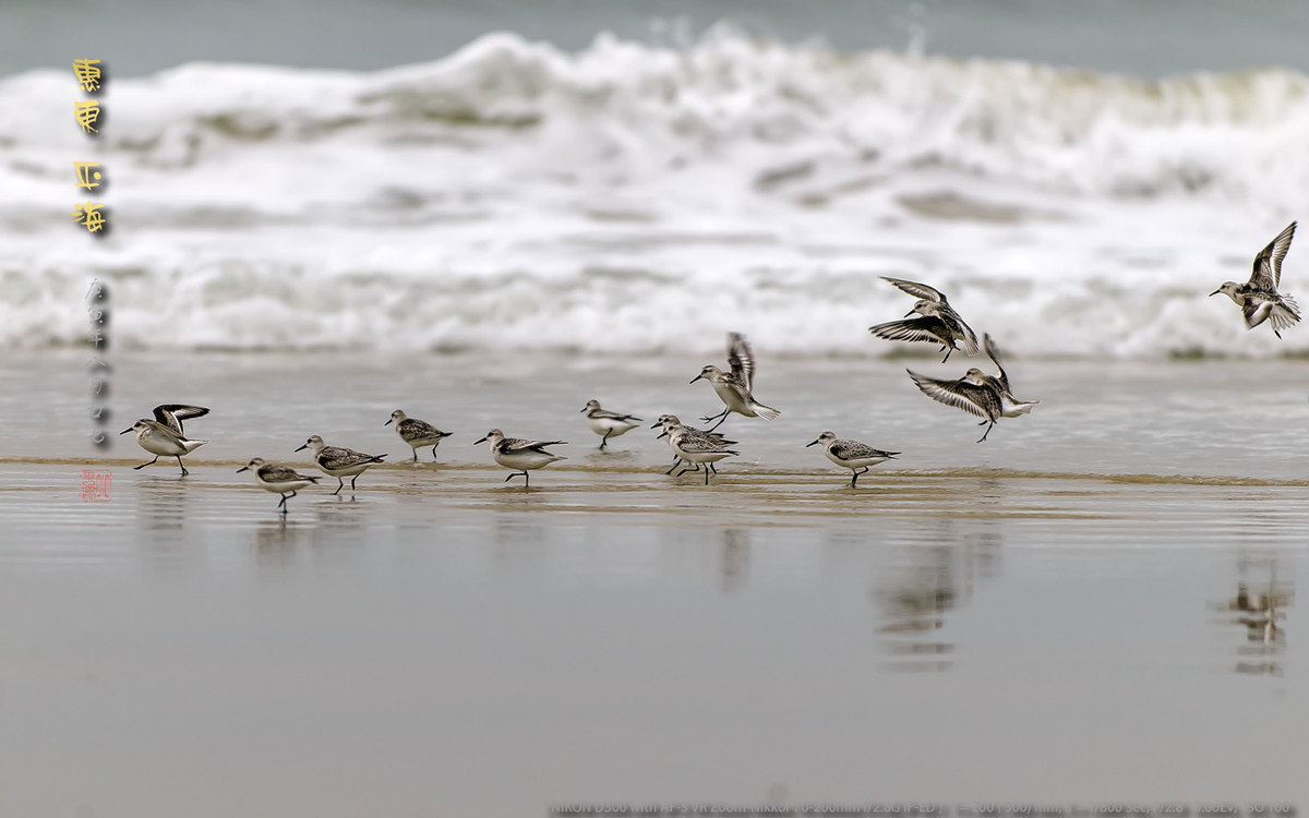 长趾滨鹬 - 惠州平海