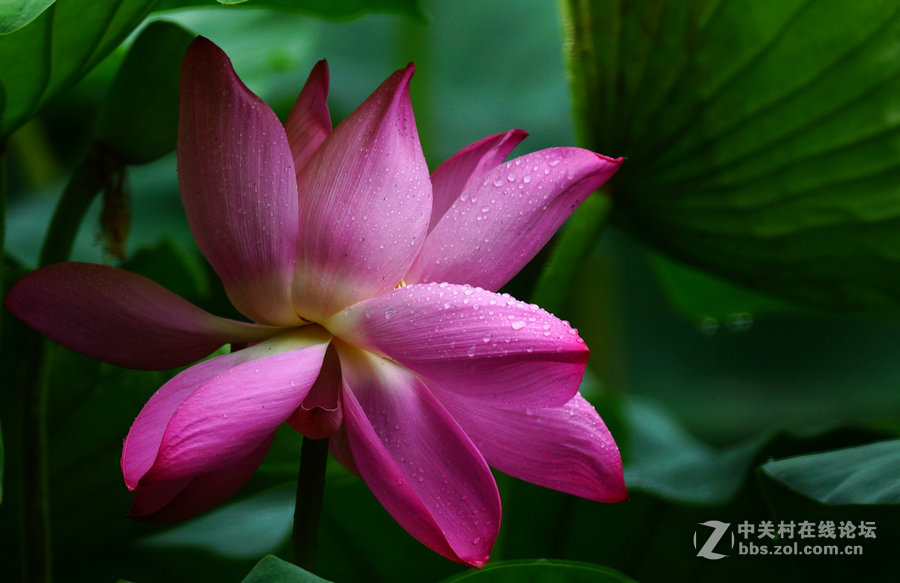 风雨摧花韵更浓