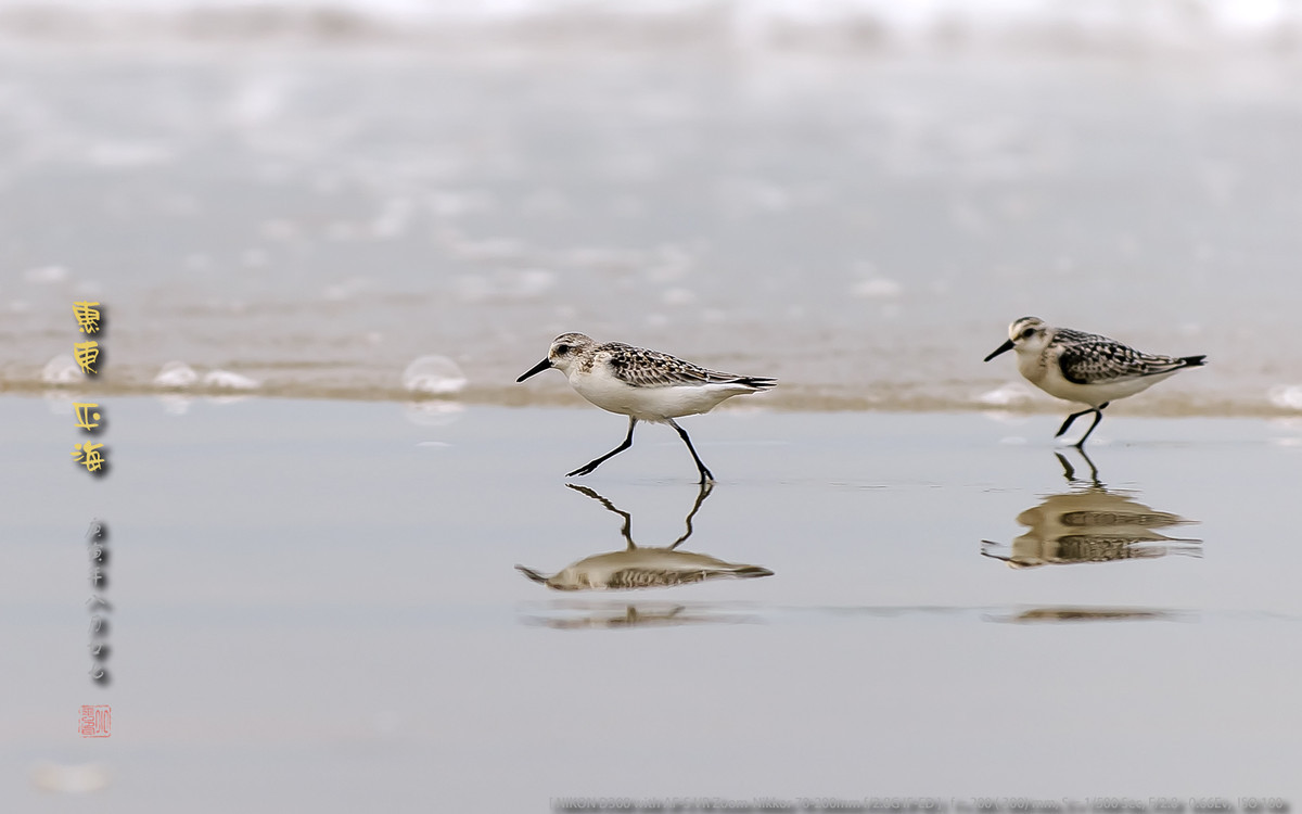 长趾滨鹬 - 惠州平海