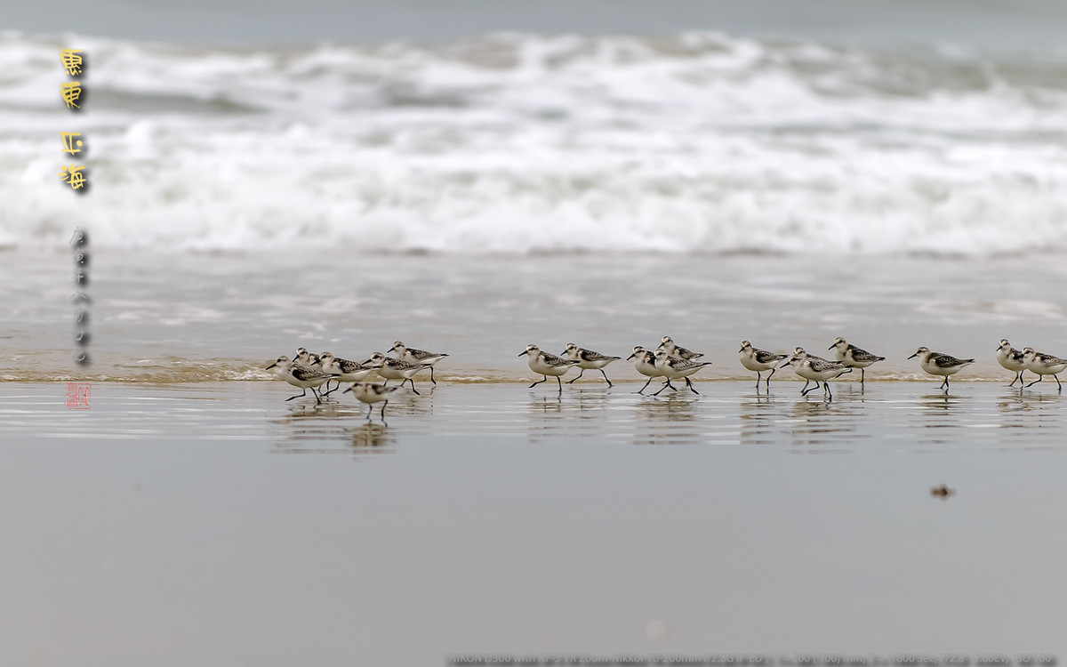 长趾滨鹬 - 惠州平海