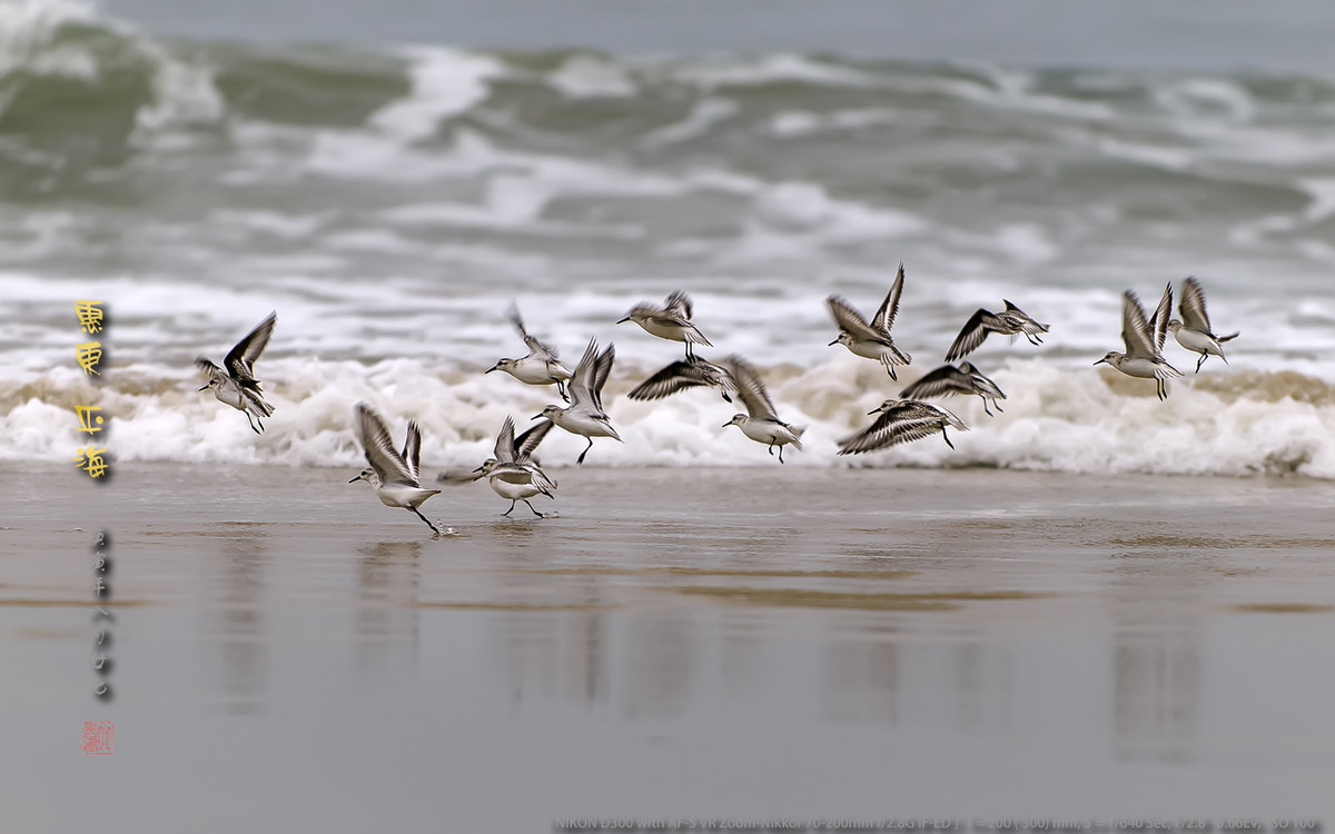 长趾滨鹬 - 惠州平海