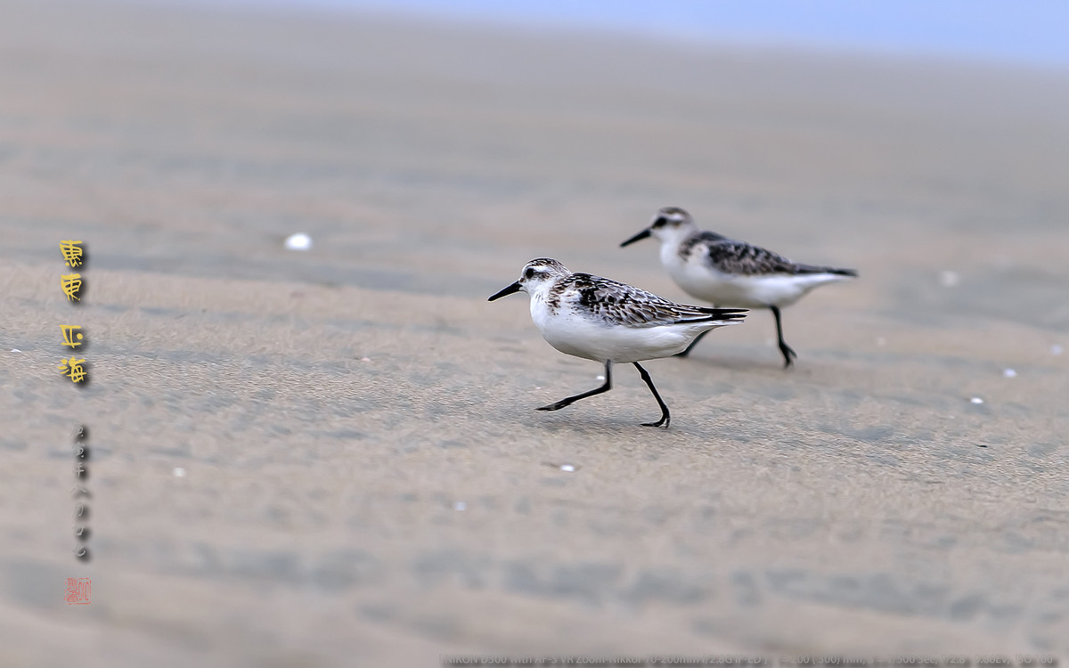 长趾滨鹬 - 惠州平海