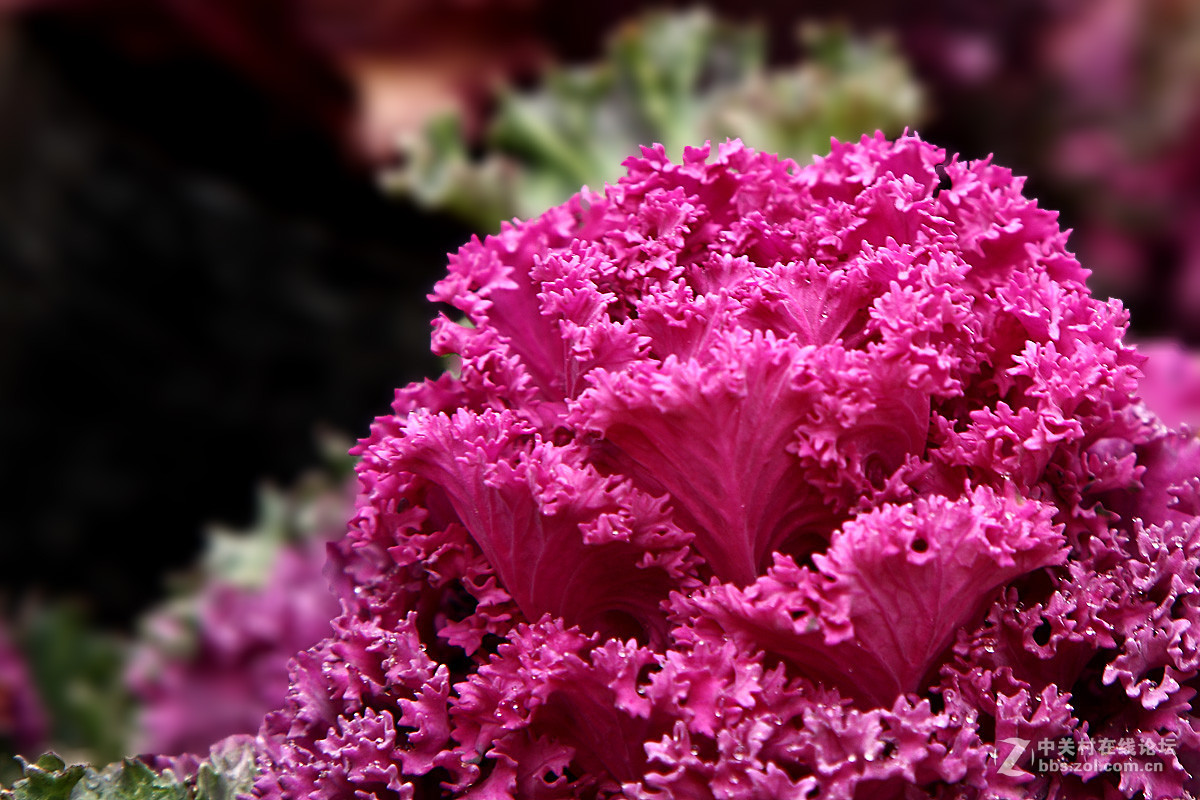 羽叶甘蓝-中关村在线摄影论坛