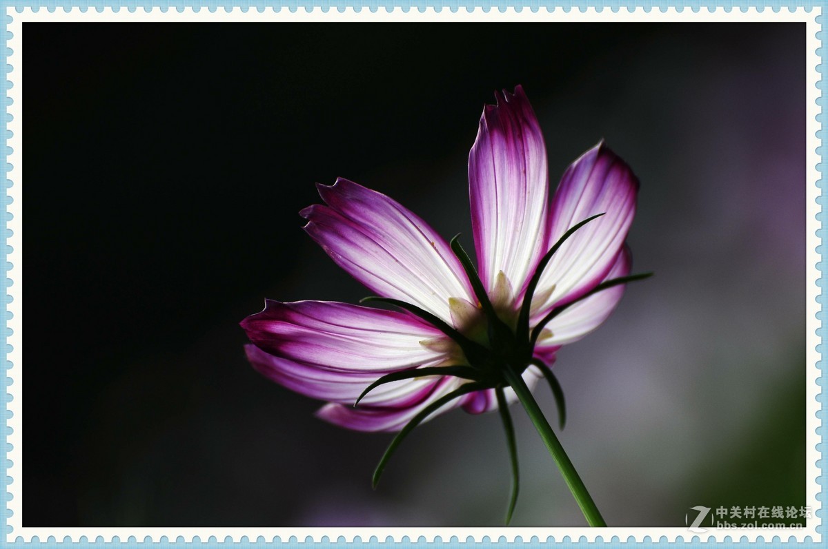 秋英—2015（2）