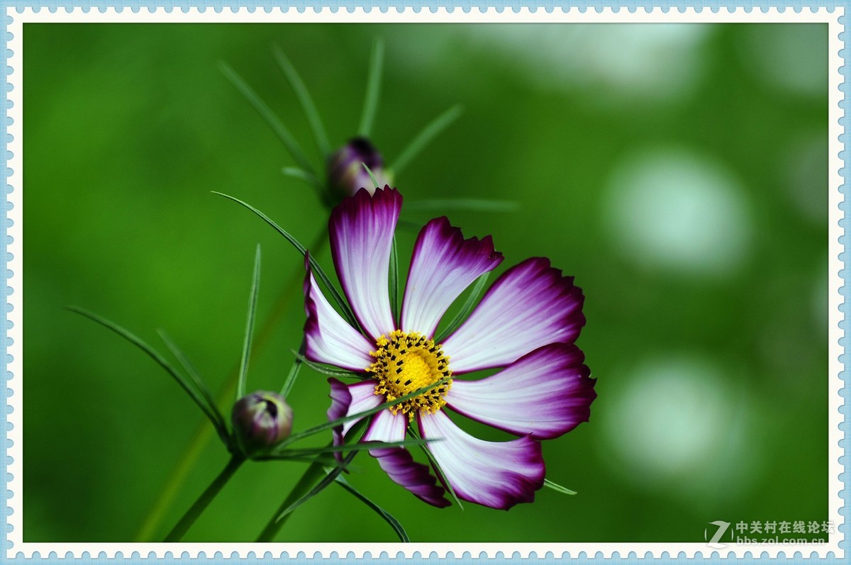 秋英—2015（2）