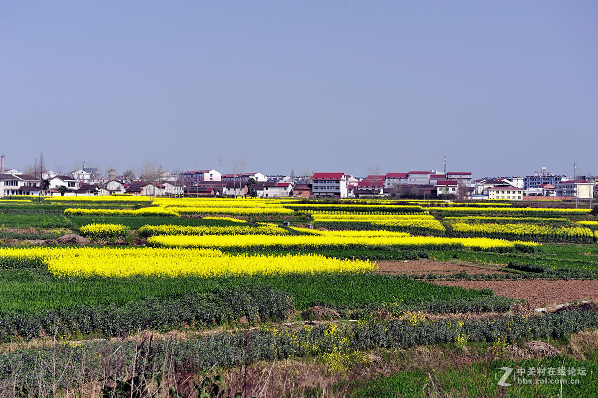 一組陝西漢中油菜花