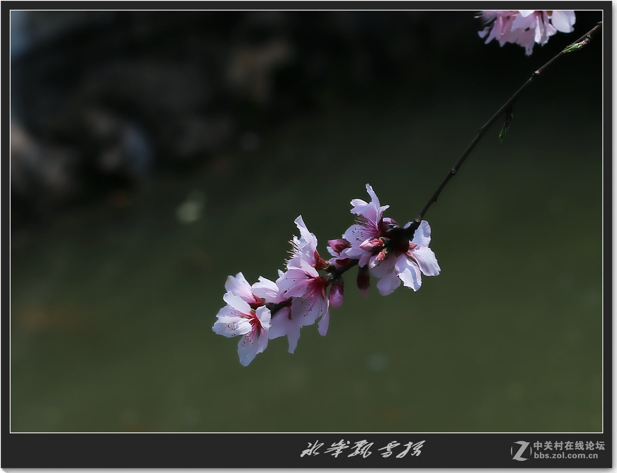 鲜嫩之樱花