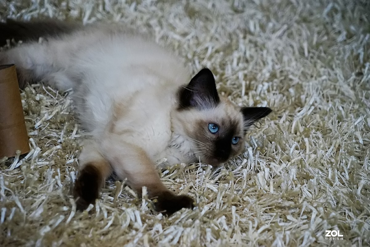 她的名字叫阿缇娜