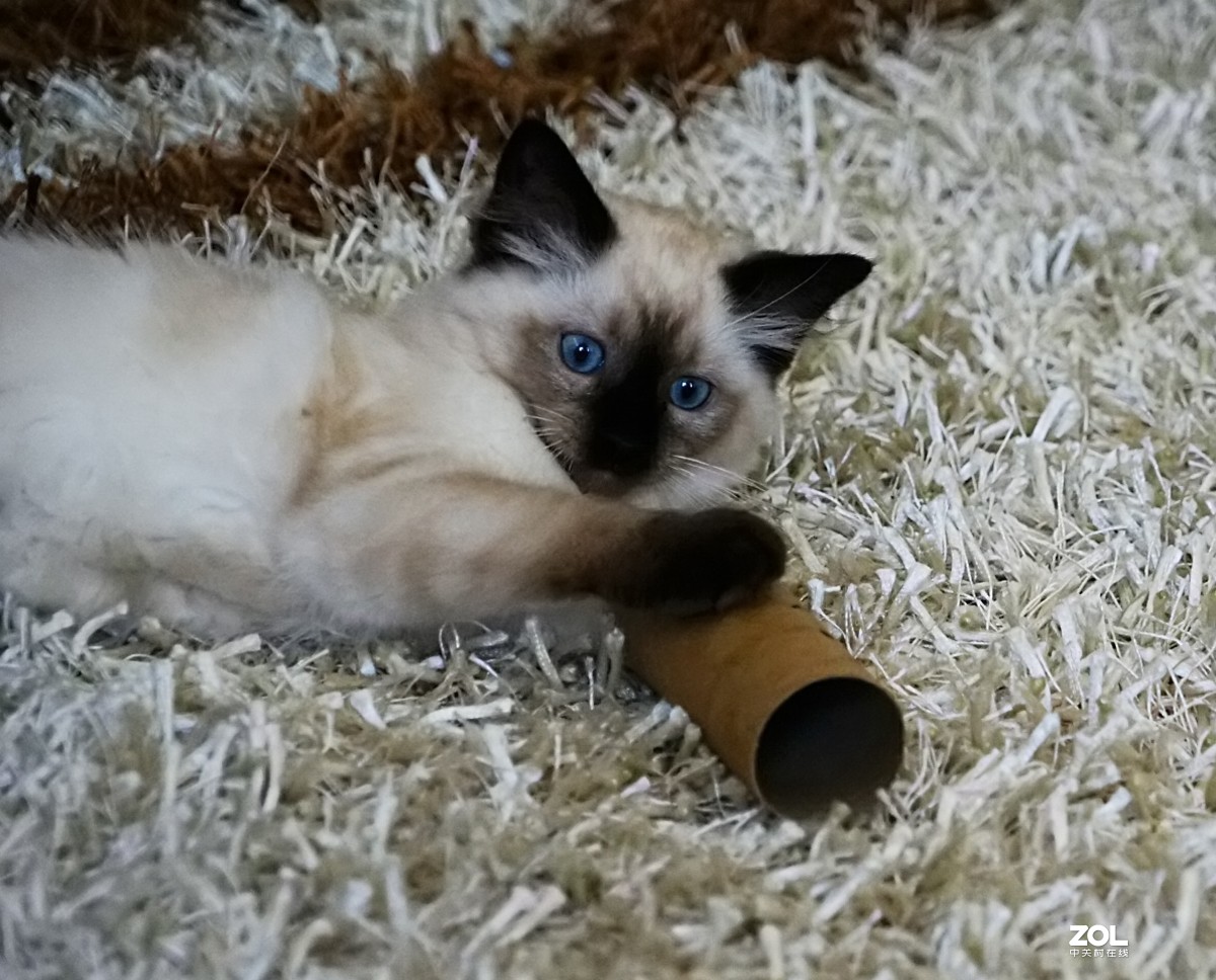 她的名字叫阿缇娜