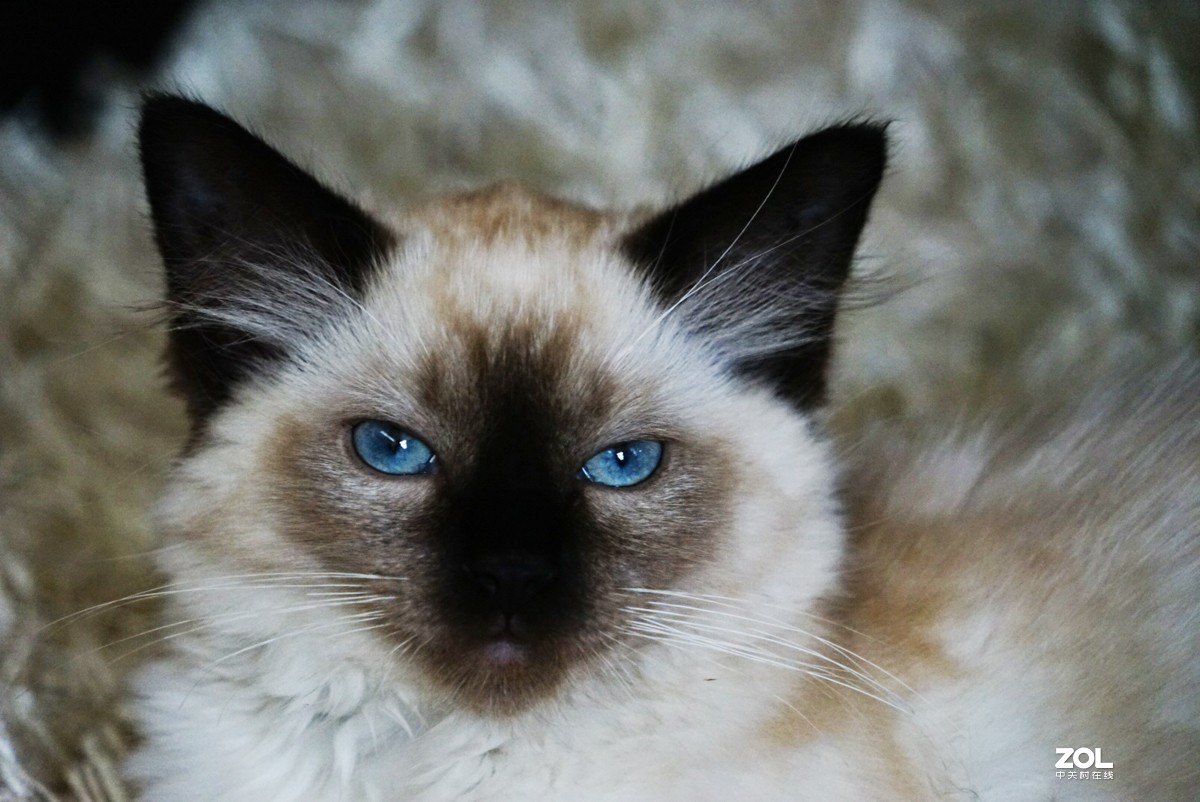 她的名字叫阿缇娜