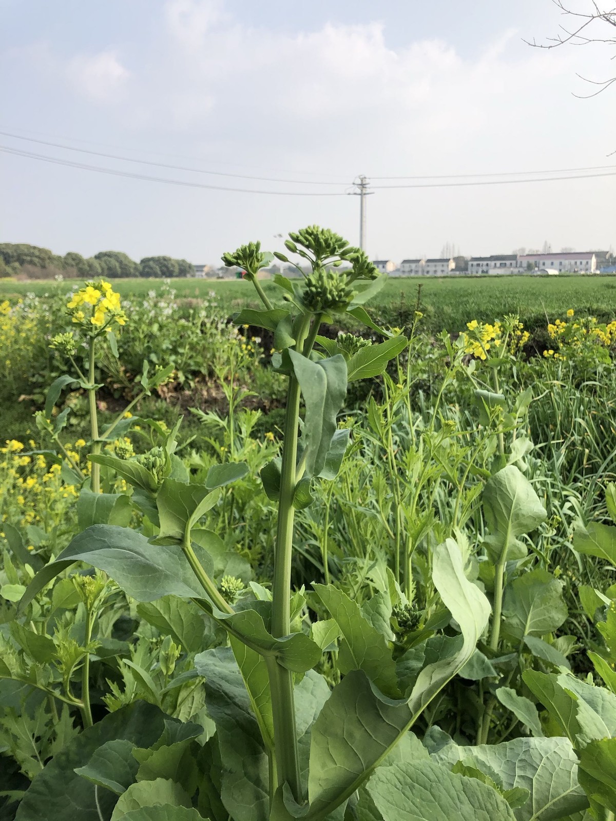 iPhonex日常拍照样张