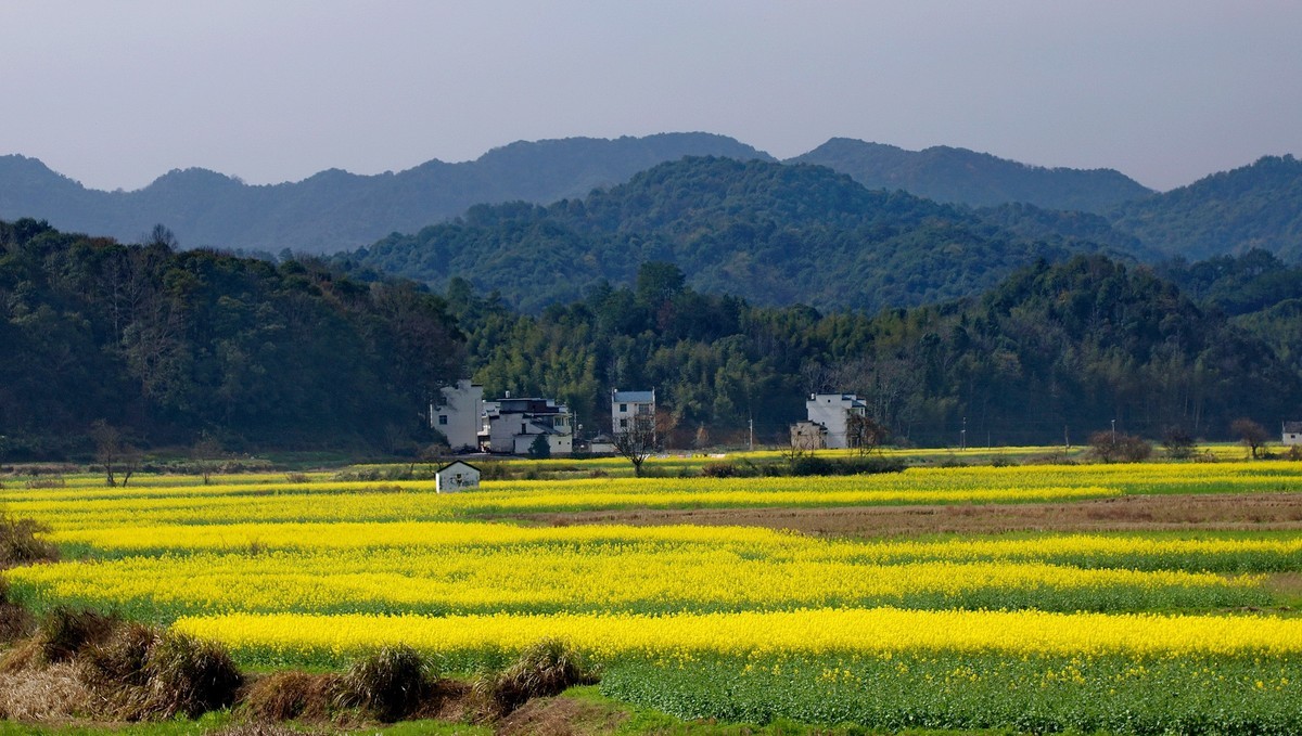 〖 江 西 三 月 油 菜 花 〗三