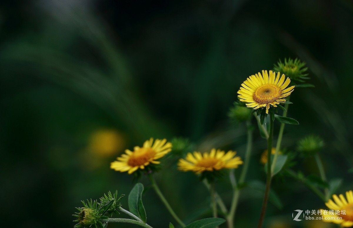 久违的问候---送上一组老片，问候久违的各位老师好友！