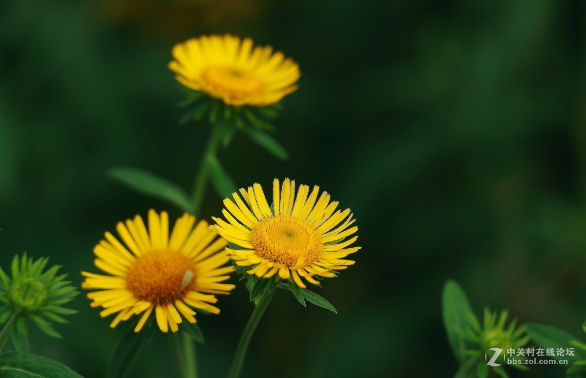 久违的问候---送上一组老片，问候久违的各位老师好友！