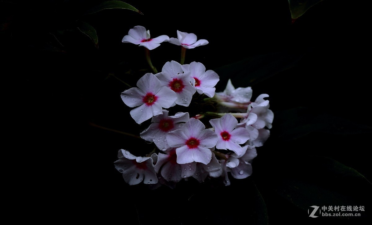 久违的问候---送上一组老片，问候久违的各位老师好友！