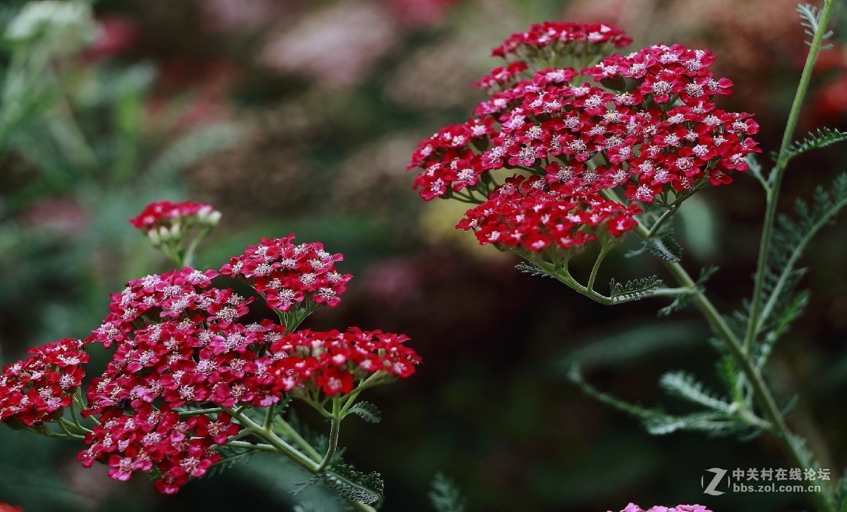 久违的问候---送上一组老片，问候久违的各位老师好友！