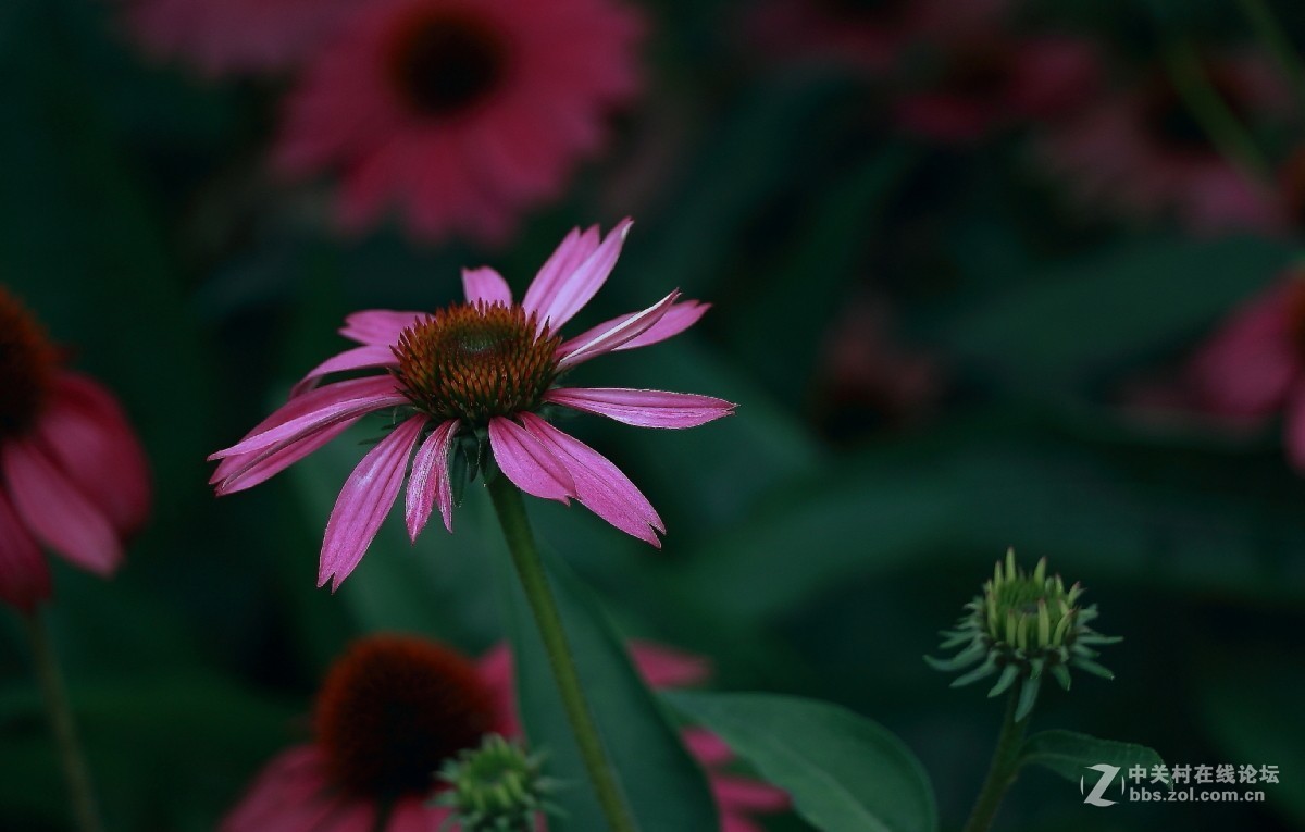 久违的问候---送上一组老片，问候久违的各位老师好友！