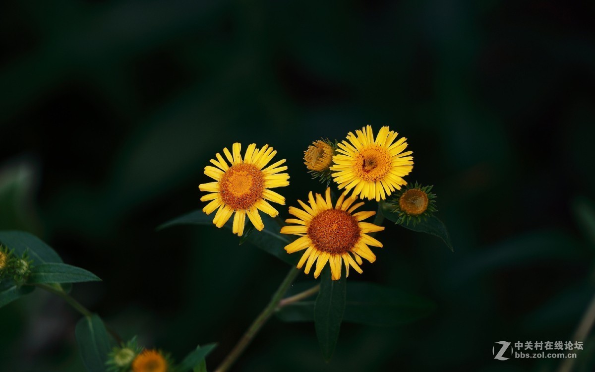 久违的问候---送上一组老片，问候久违的各位老师好友！