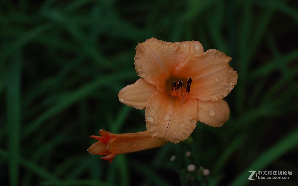 久违的问候---送上一组老片，问候久违的各位老师好友！