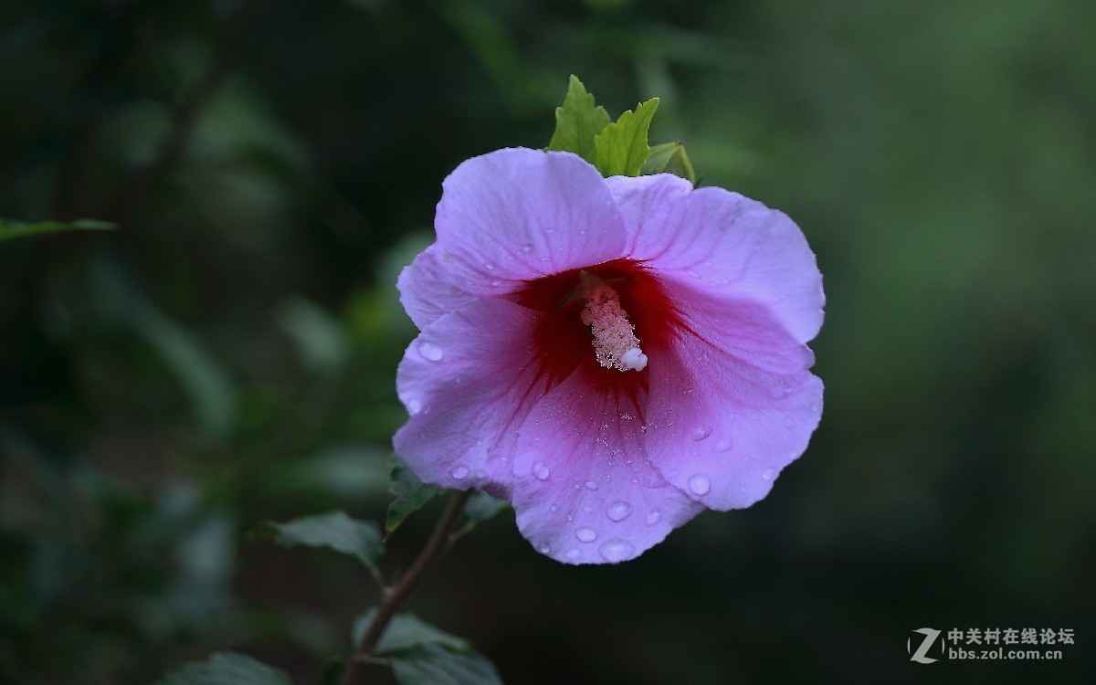 久违的问候---送上一组老片，问候久违的各位老师好友！