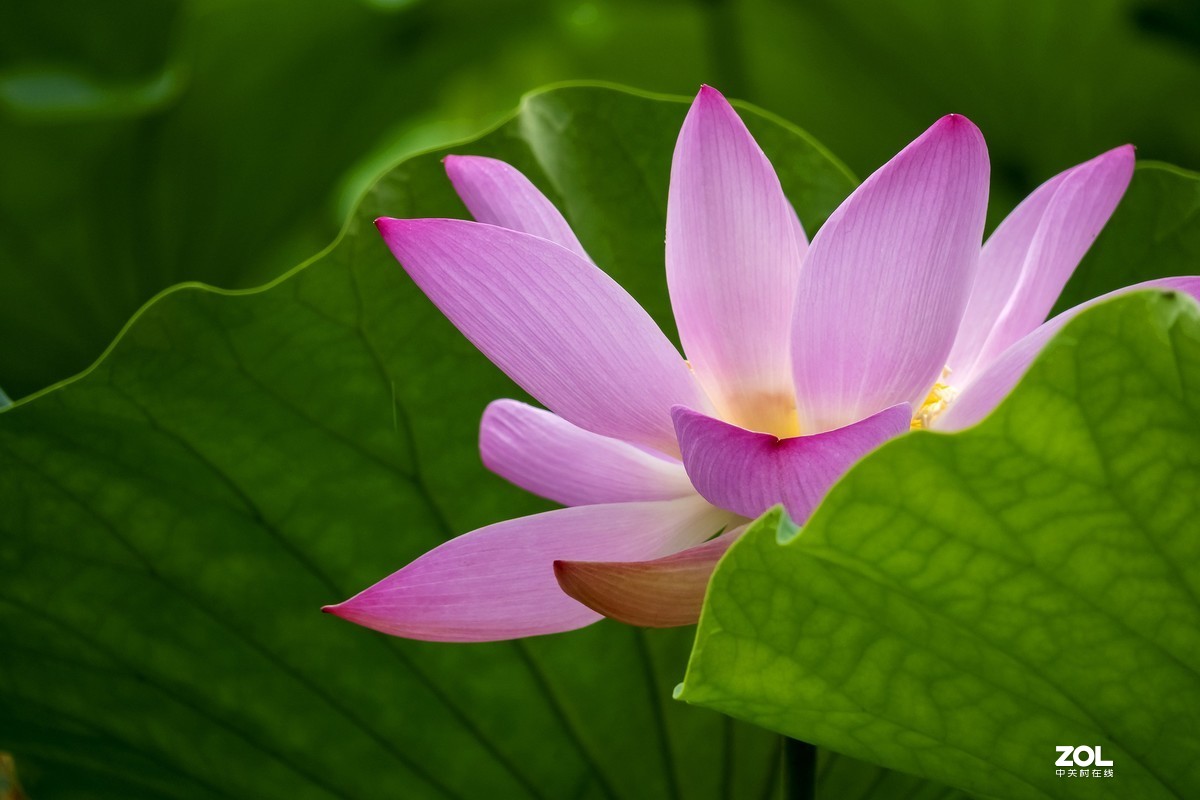 《荷花神韵》