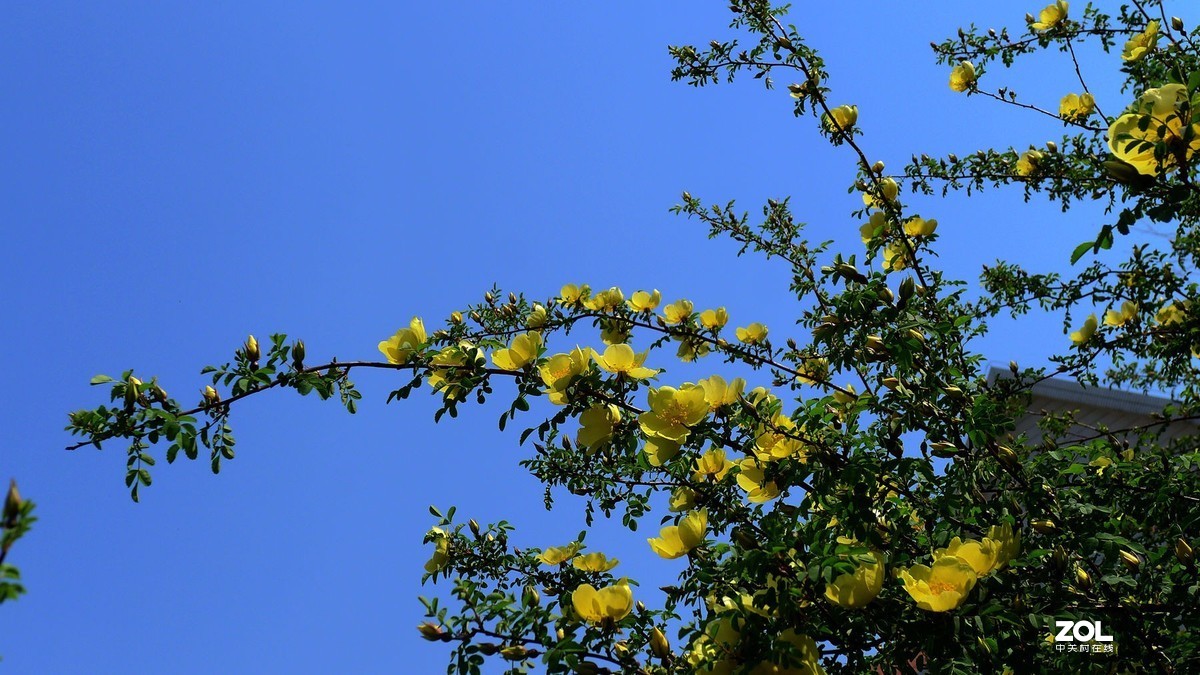 四月黄刺枚花开
