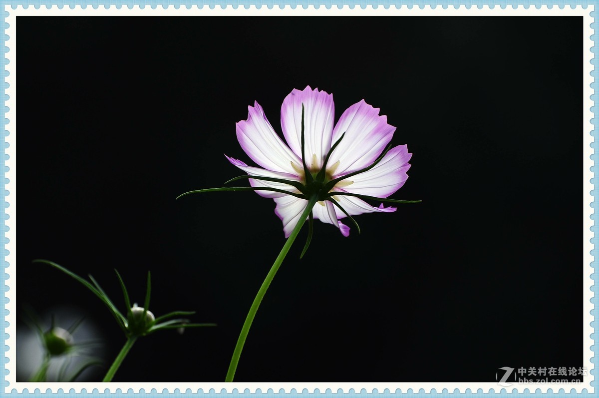 秋英—2015（2）