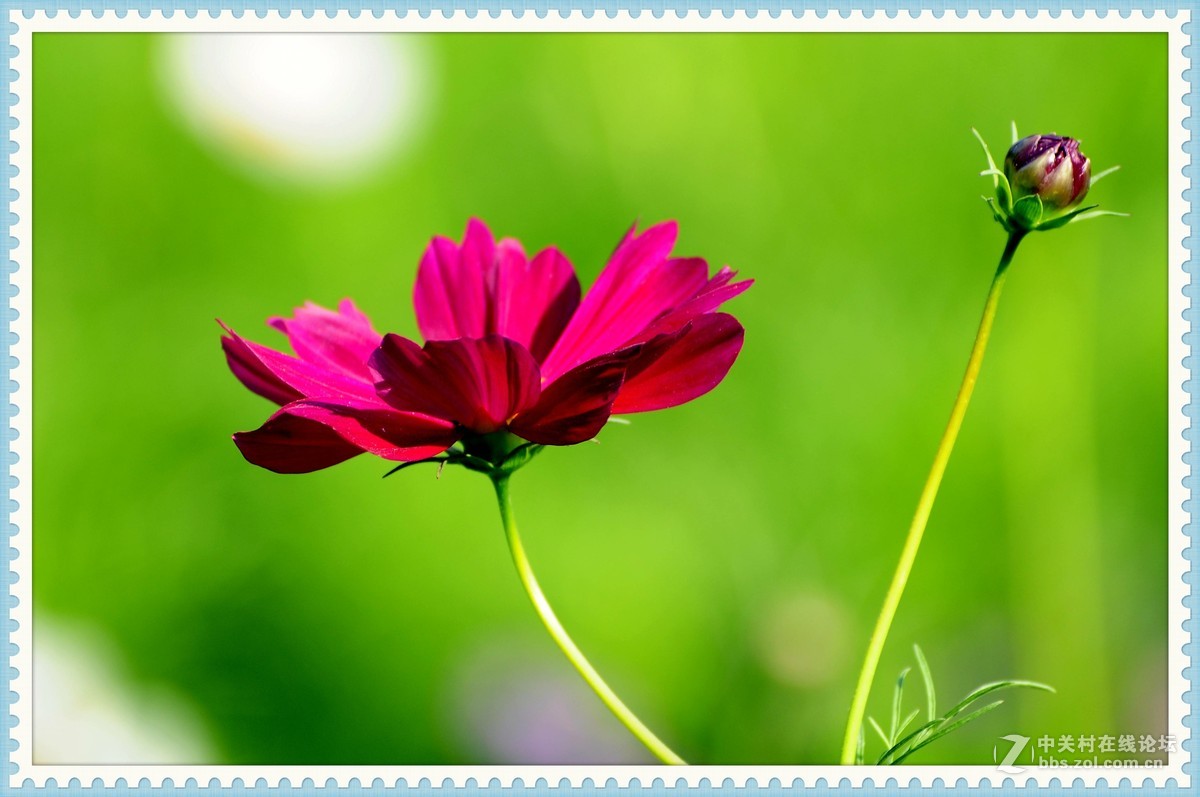 秋英—2015（2）