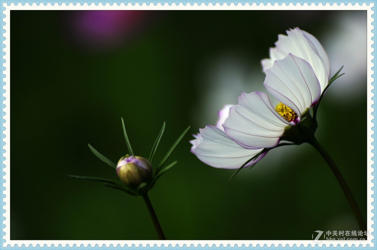 秋英—2015（2）