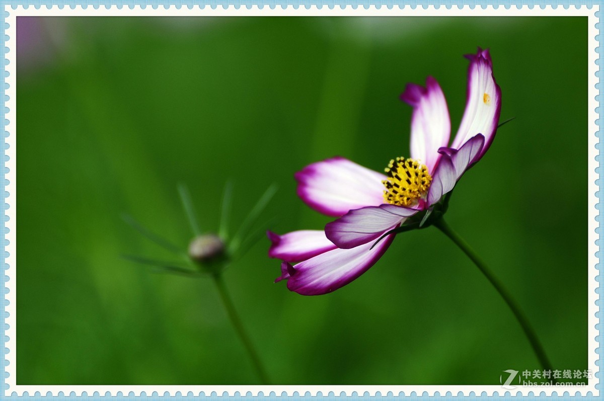 秋英—2015（2）