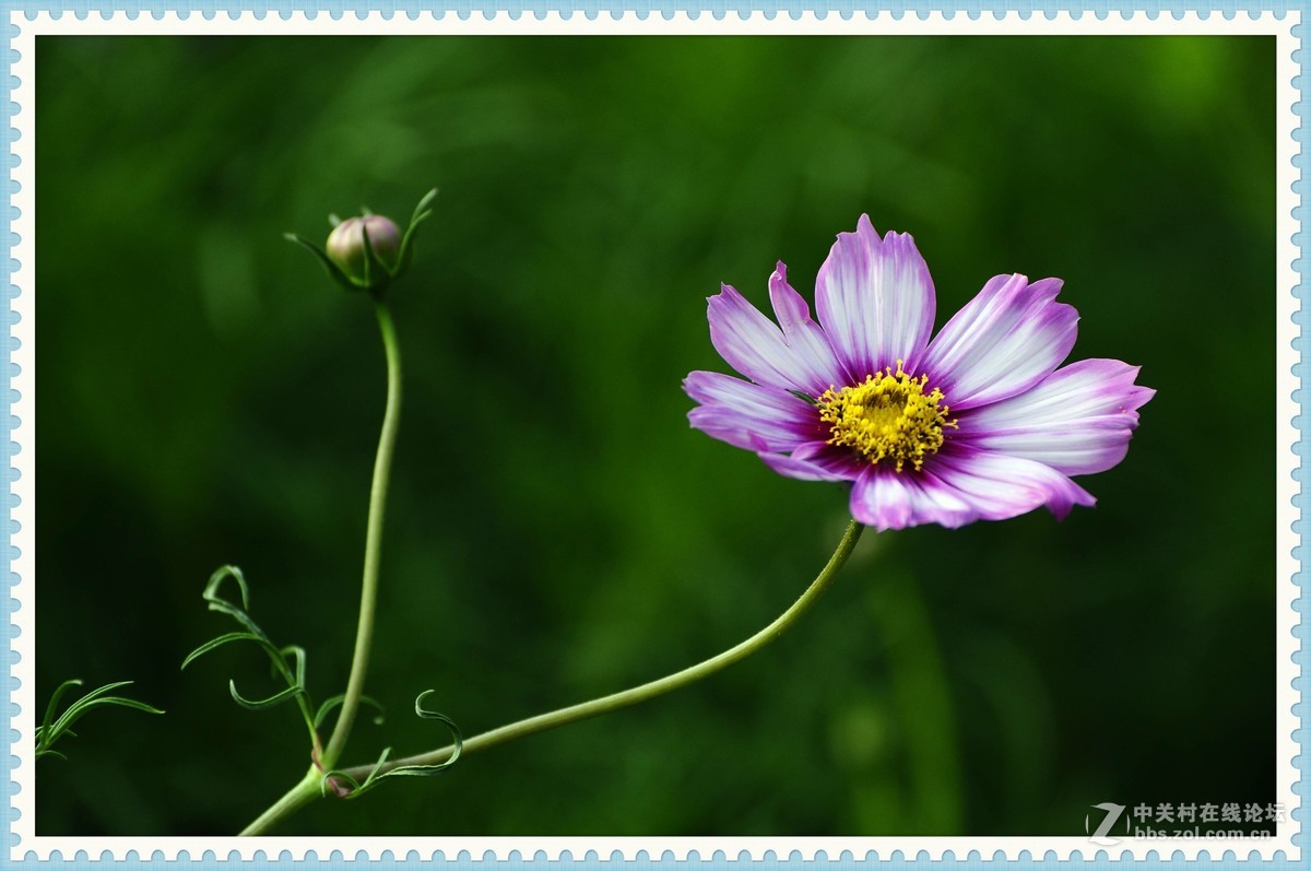 秋英—2015（2）