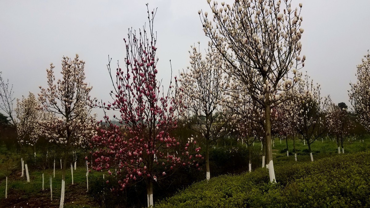 桃花开了。