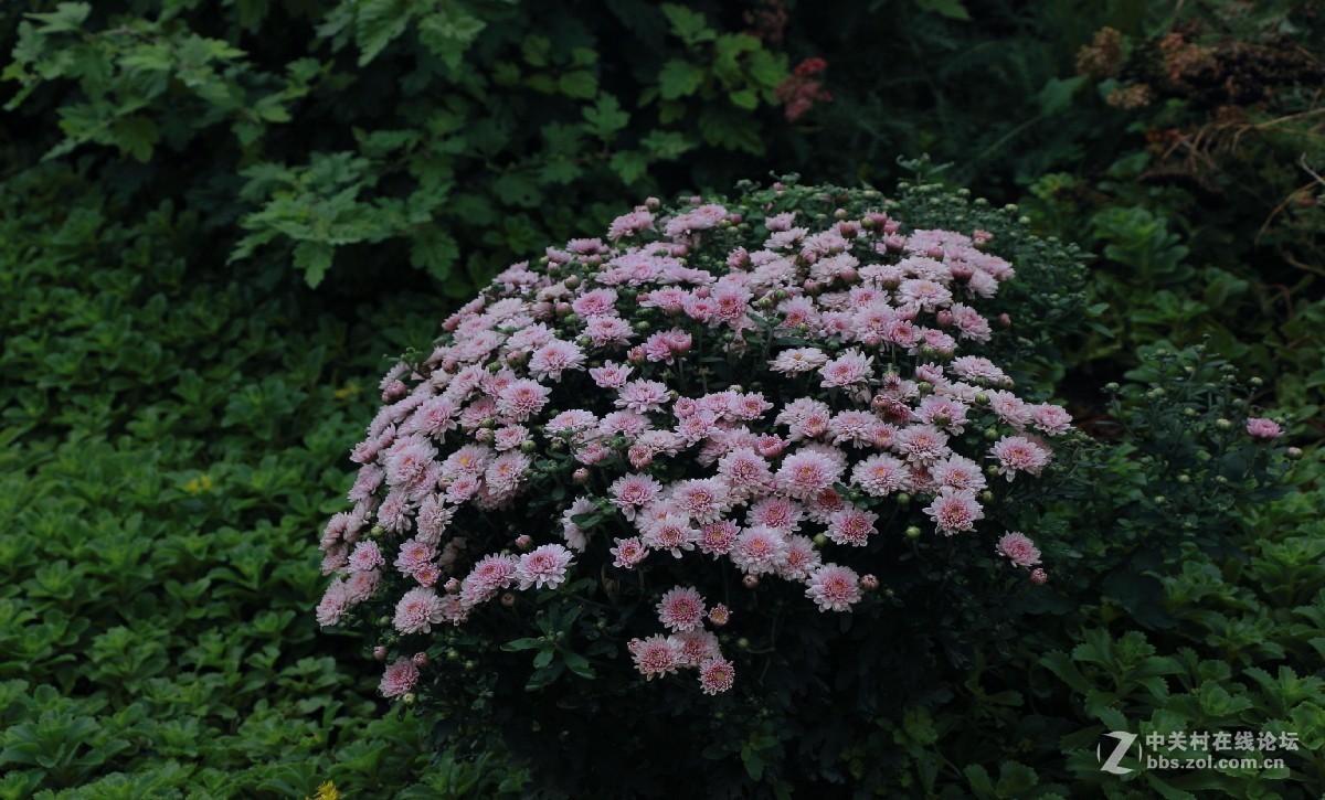 久违的问候---送上一组老片，问候久违的各位老师好友！