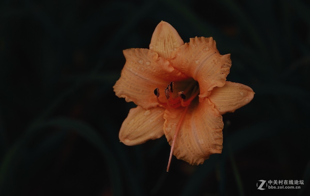久违的问候---送上一组老片，问候久违的各位老师好友！