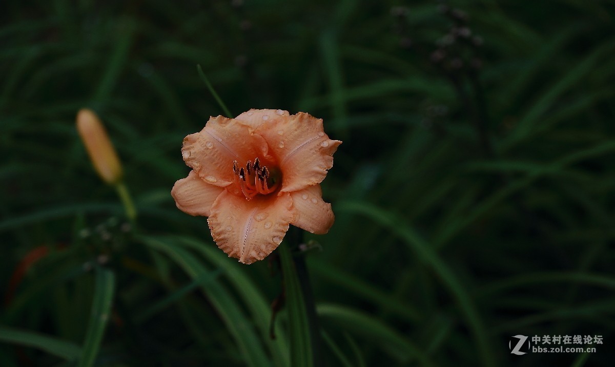 久违的问候---送上一组老片，问候久违的各位老师好友！