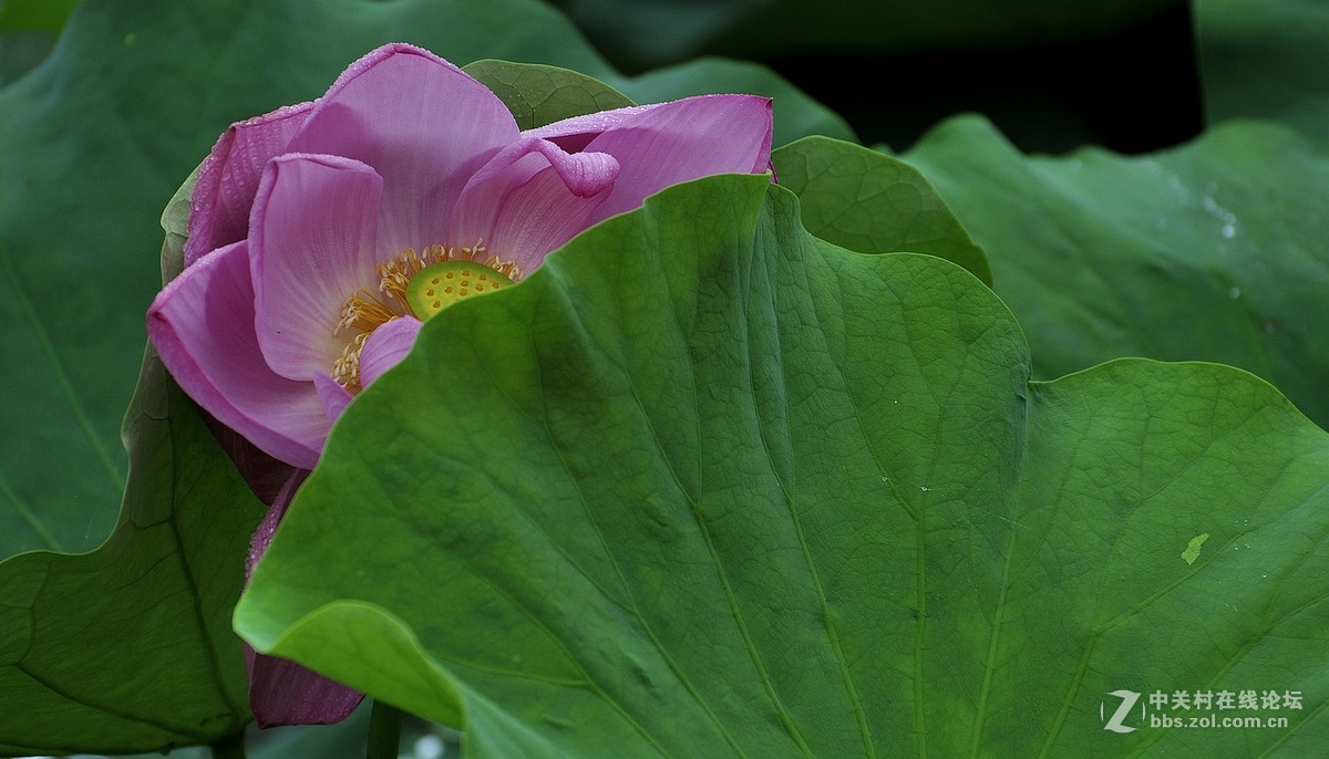 【视觉光影】映日荷花（14）