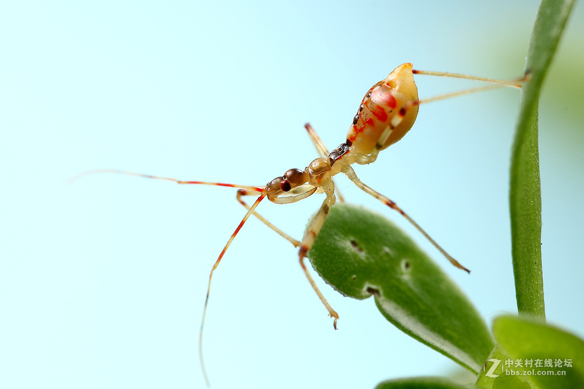 一组猎蝽幼虫