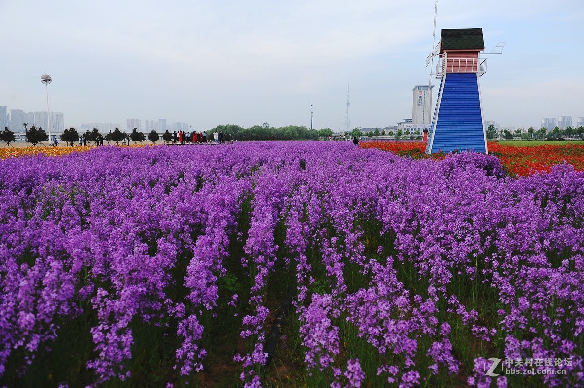 沂河湿地花开的季节