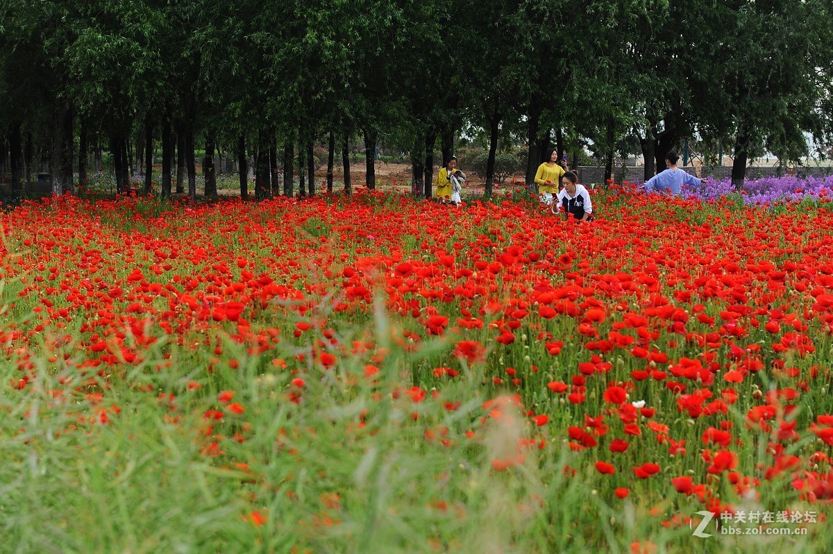 沂河湿地花开的季节