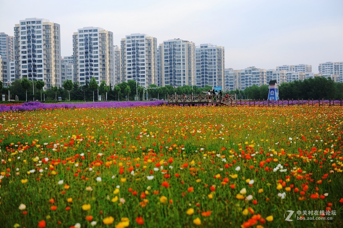 沂河湿地花开的季节