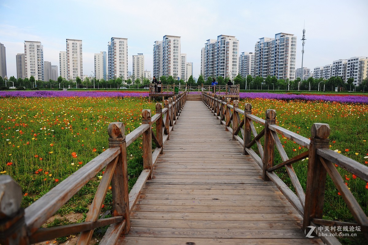 沂河湿地花开的季节