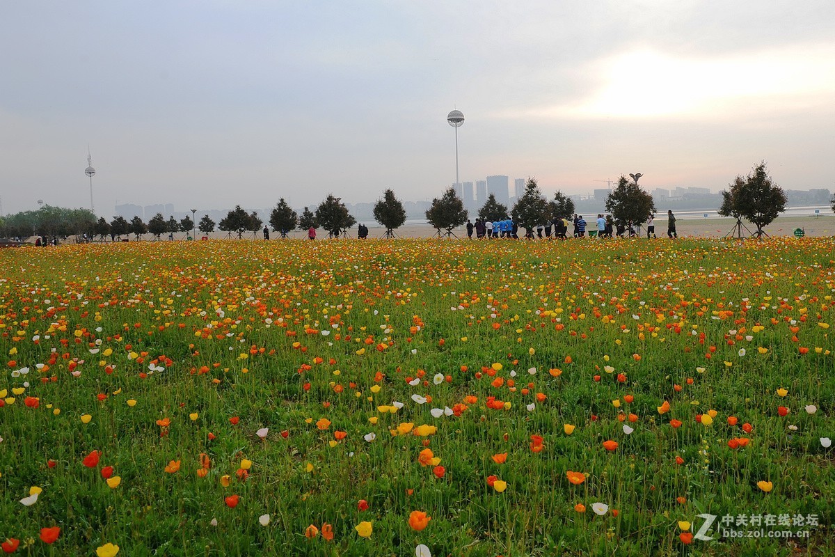沂河湿地花开的季节