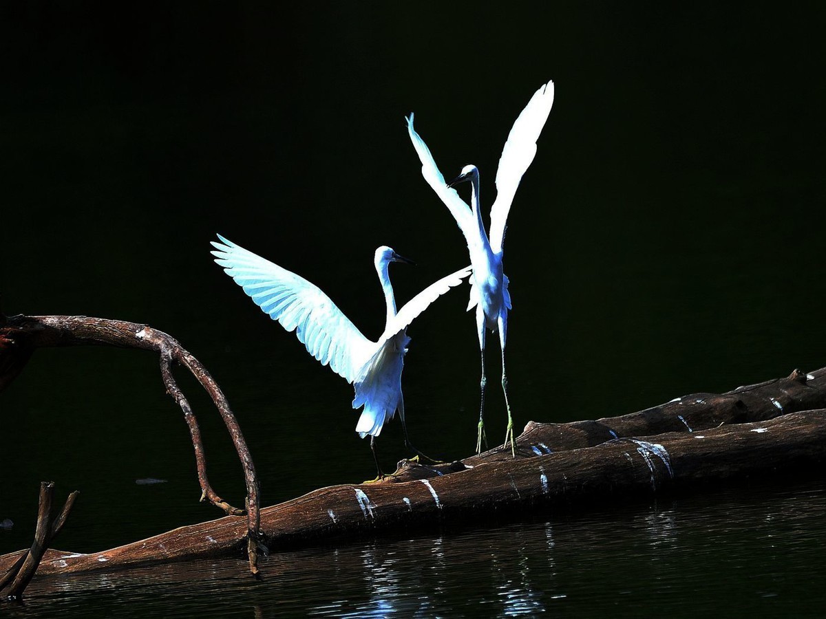 我的舞姿漂亮吗