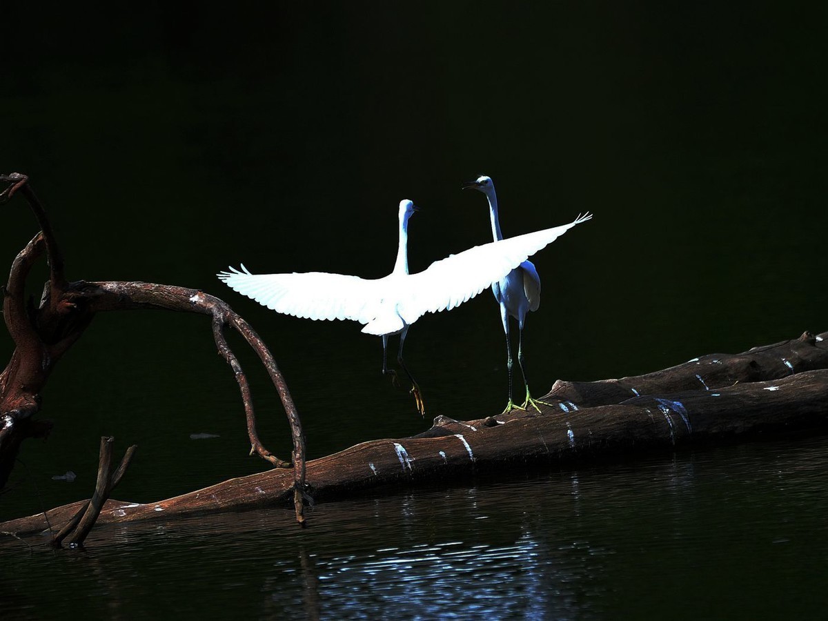 我的舞姿漂亮吗