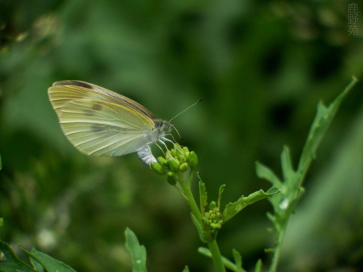 白蝴蝶绿叶