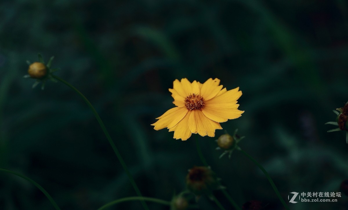 久违的问候---送上一组老片，问候久违的各位老师好友！